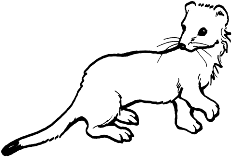 Long Tailed Weasel Coloring Page